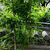 瞬间117头像