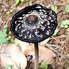 我是野生菌头像