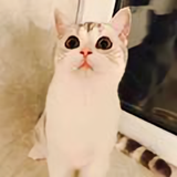 胡俊美最美头像