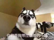 文涛头像