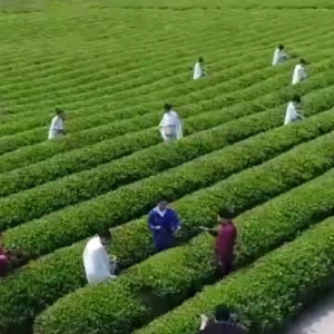 万里茶道第一茶头像