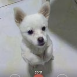 醉翁人寿头像