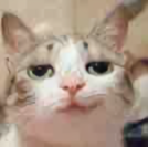 牛顿的东部大懒猫头像