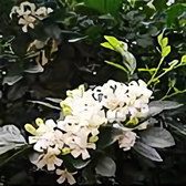 修车老李头像