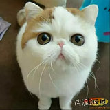 懂车帝的师傅头像