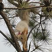 我就叫松鼠头像