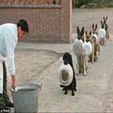 A鑫璐犬舍头像