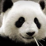 娱乐之道头像