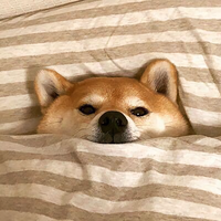 魏先生Adelaide头像