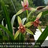 真爱一回32头像