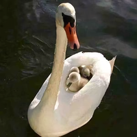 用户489739365580头像