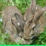 种兔肉兔养殖基地头像