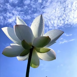 法号传民头像
