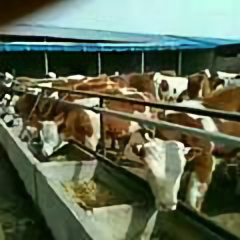 庆国肉牛养殖合作社头像