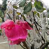 人淡如菊6536头像