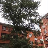长建王头像