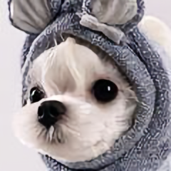 王小窄头像