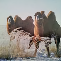 一笑而过36186366头像