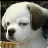 南木李头像