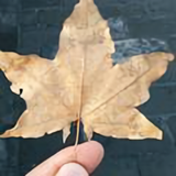 同是天涯茫路人头像