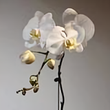 煮一盏茶头像