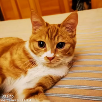 kelon41123998头像