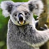 Koala考拉熊头像