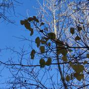 吹梦到西洲01的个人资料头像