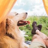 勇敢的灰突突头像