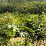 灵巧橙子mZv头像