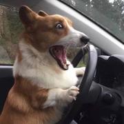 veblen的个人资料头像