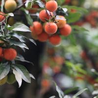 藏花儿易朵朵头像