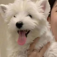 乘风破浪的书签Rx8头像