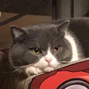 爱睡觉的猫357的个人资料头像