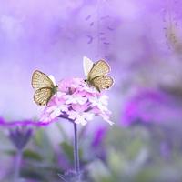 车界全洞察头像