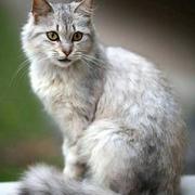 HeyAngel的个人资料头像