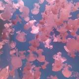 zys姗头像