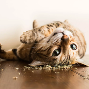 BessCroft的个人资料头像