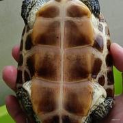 freerf的个人资料头像