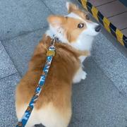 芝士就是力量812的个人资料头像