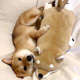 纳尼亚传奇胖小兔头像