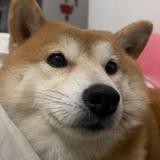 贝贝坨子头像