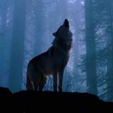 wolf44336746头像