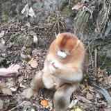 胡基窑窝头像