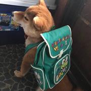 柴柴说的个人资料头像