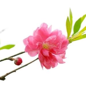 中琴解说头像