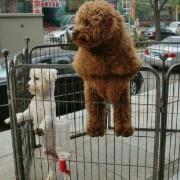 哈飞_love的个人资料头像