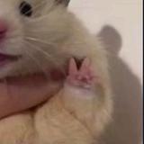 摸凹猫啊头像
