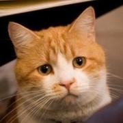 xuhuanli的个人资料头像