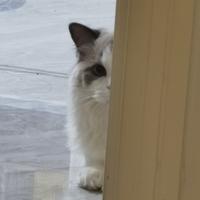 骑vespa的小兔子头像